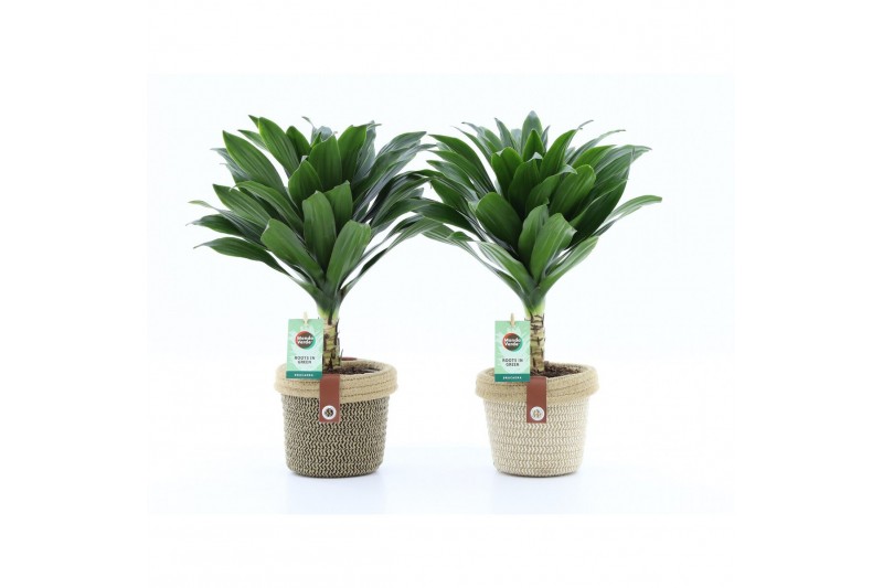 Dracaena fragr. janet craig compacta op stam in noah deluxe Dracaena fragr. janet craig compacta op stam in noah deluxe