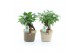 Ficus microcarpa bonsai retusa in noah deluxe 