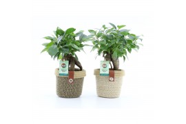 Ficus microcarpa bonsai retusa in noah deluxe