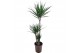 Dracaena marginata 75-45-10 3 pp 