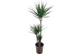 Dracaena marginata 75-45-10 3 pp