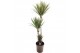 Dracaena marg. bicolor 75-45-10 3 pp 