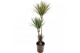 Dracaena marg. bicolor 75-45-10 3 pp