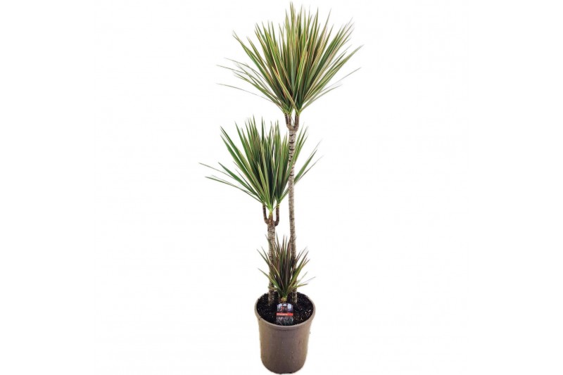 Dracaena marg. bicolor 75-45-10 3 pp 