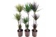 Dracaena mix marginata mix 3 pp 