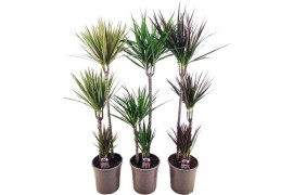 Dracaena mix marginata mix 3 pp