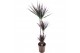 Dracaena marg. magenta 75-45-10 3 pp 