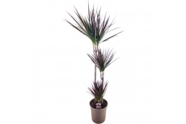 Dracaena marg. magenta 75-45-10 3 pp