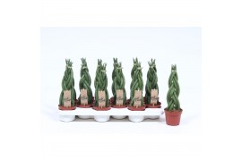 Sansevieria cylindrica twister 6 vlecht