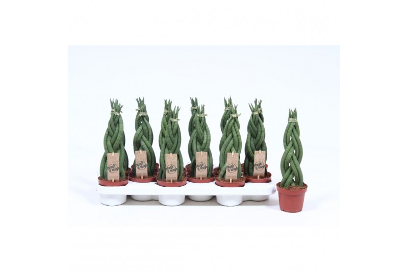 Sansevieria cylindrica twister 6 vlecht Sansevieria cylindrica twister 6 vlecht