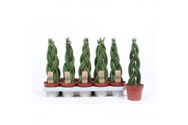 Sansevieria cylindrica twister dikke 4 vlecht