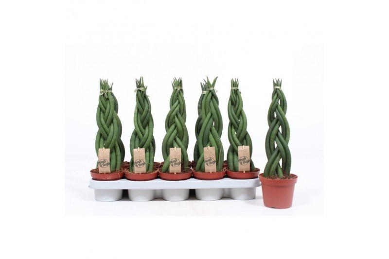 Sansevieria cylindrica twister dikke 4 vlecht Sansevieria cylindrica twister dikke 4 vlecht