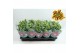Chrysanthemum ind. rainbow lake worth stadium 1 
