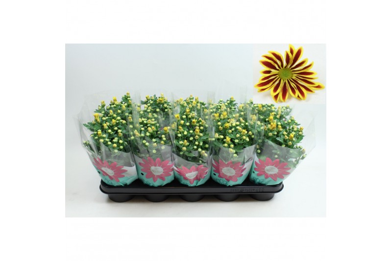 Chrysanthemum ind. rainbow lake worth stadium 1 Chrysanthemum ind. rainbow lake worth stadium 1