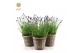 Lavandula angustifolia felice in basket 