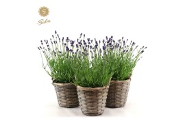 Lavandula angustifolia felice in basket