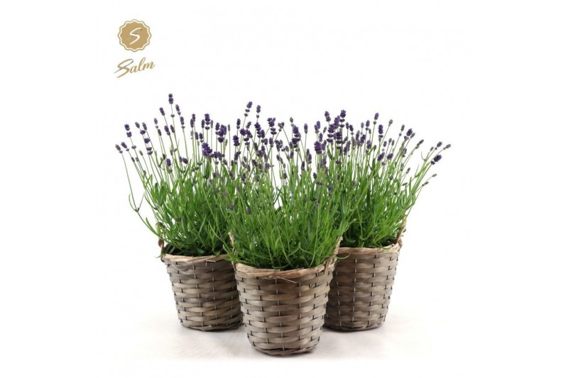 Lavandula angustifolia felice in basket 