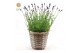 Lavandula angustifolia felice in basket 