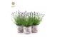 Lavandula angustifolia felice in zinc lavender 
