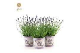 Lavandula angustifolia felice in zinc lavender