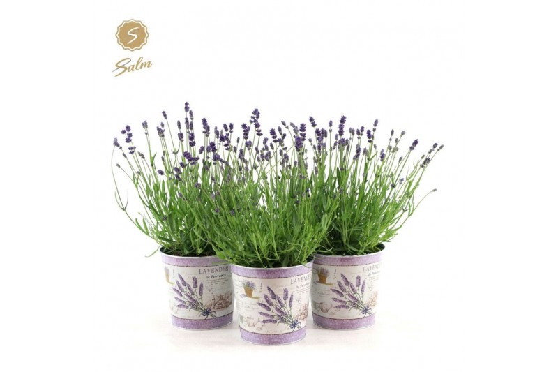 Lavandula angustifolia felice in zinc lavender 