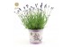 Lavandula angustifolia felice in zinc lavender 