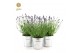 Lavandula angustifolia felice in zinc old-look 