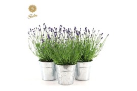 Lavandula angustifolia felice in zinc old-look