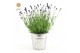 Lavandula angustifolia felice in zinc old-look 