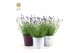Lavandula angustifolia felice in zinc mix 