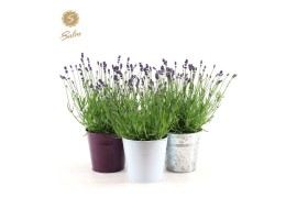 Lavandula angustifolia felice in zinc mix
