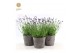 Lavandula angustifolia felice in wood 