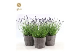 Lavandula angustifolia felice in wood
