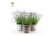 Lavandula angustifolia felice in added value mix 