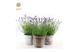 Lavandula angustifolia felice in added value mix