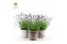 Lavandula angustifolia felice in added value mix