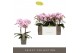 Phalaenopsis multiflora roze Exclusivo - Yei - 2 tak 