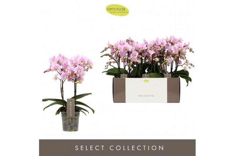 Phalaenopsis multiflora roze Exclusivo - Yei - 2 tak 