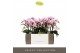 Phalaenopsis multiflora roze Exclusivo - Yei - 2 tak 