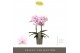 Phalaenopsis multiflora roze Exclusivo - Yei - 2 tak 