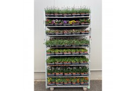 Perkplanten mixkar Perkplanten Mixkar 13 cm