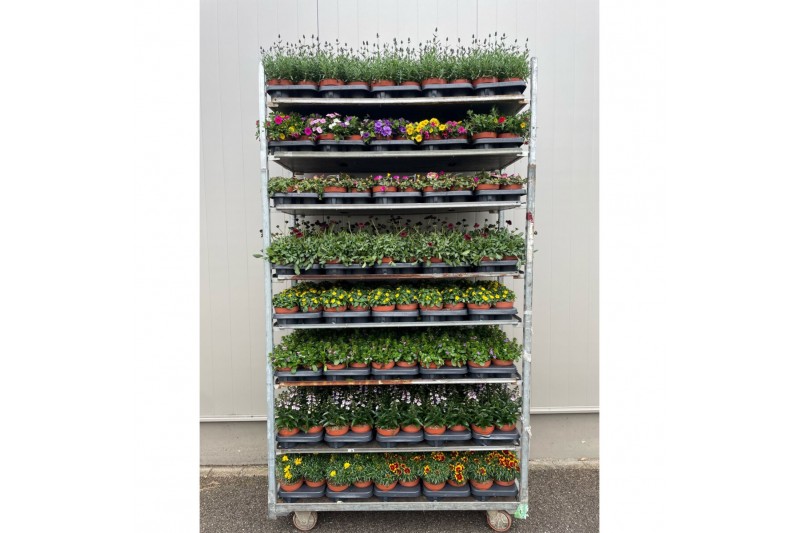 Perkplanten mixkar Perkplanten Mixkar 13 cm Perkplanten mixkar Perkplanten Mixkar 13 cm