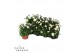 Dianthus caryophyllus cosmos 