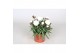 Dianthus caryophyllus cosmos 