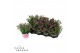 Dianthus diantica pink kisses 