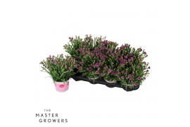 Dianthus diantica pink kisses