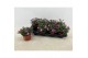 Dianthus diantica pink kisses 