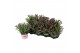Dianthus diantica pink kisses 
