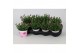 Dianthus diantica pink kisses 