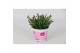 Dianthus diantica pink kisses 